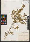Foto von Salix triandra L.